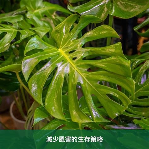 龜背芋 葉子垂|龜背芋葉子垂？了解原因與復甦技巧 – 植物盆栽綠寶典